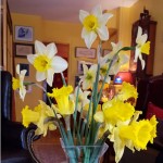 Daffodils